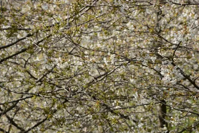 DSC_7288 (Large).JPG